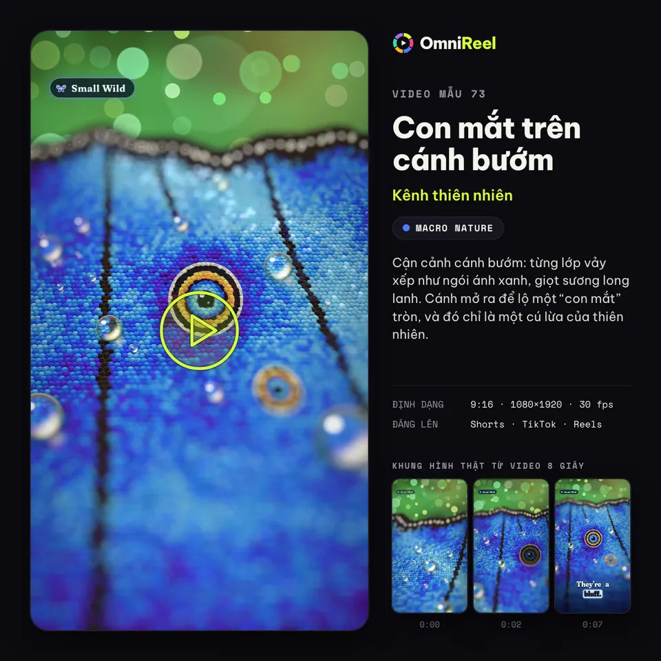 OmniReel — Con mắt trên cánh bướm